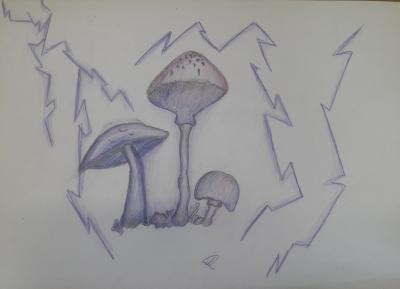 Hromové houby