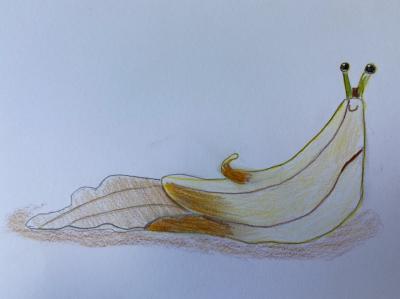Banánové kouzlo