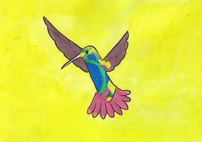 Kolibřík lesklý