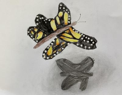 Motýlek 