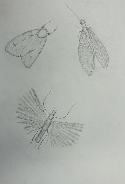 Studie hmyzu