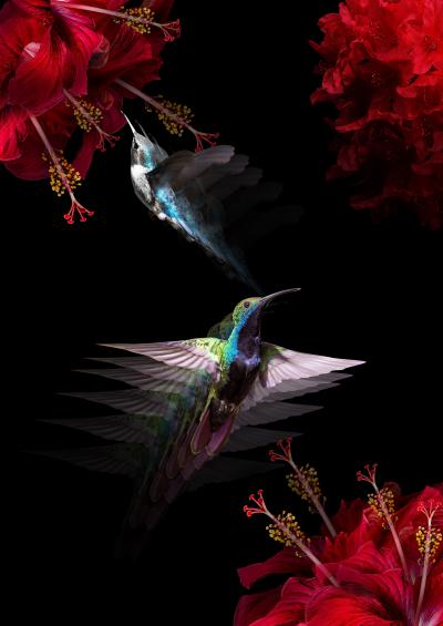 kolibřící