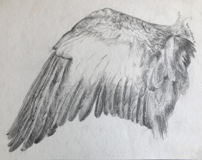 Křídlo podle Dürera